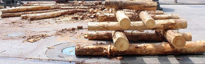 Las importación de madera y derivados creció un 4% en  2019