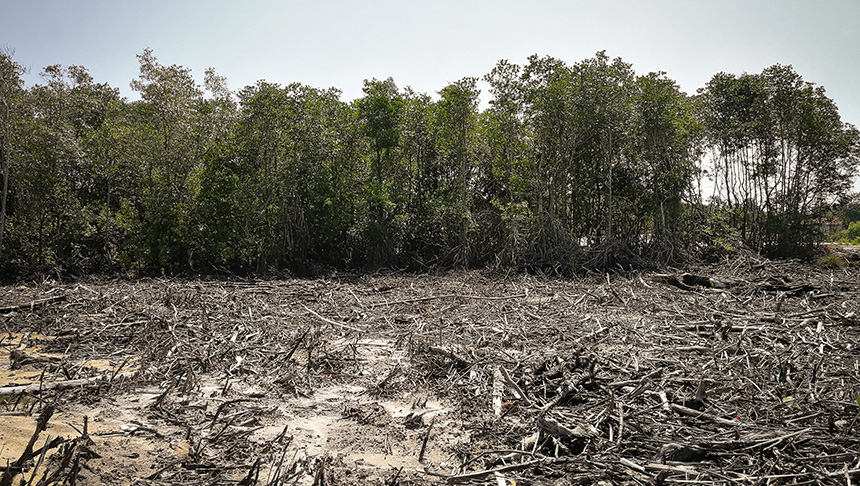 Nueva revisión del Reglamento de Deforestación: menos carga administrativa y aplicación en 2026